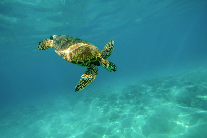 Żółwie Caretta Caretta