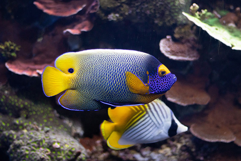 Akwarium Sea Life w Benalmádenie