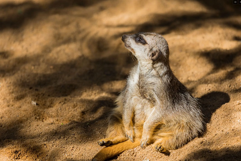 Ogród zoologiczny we Fuengiroli