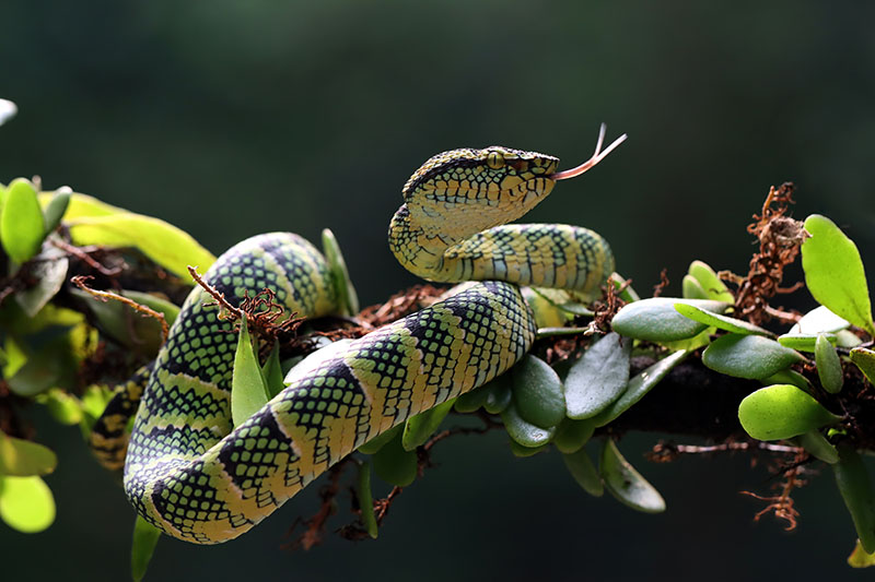 Serpentarium we Fuengiroli