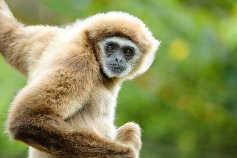 Ogród zoologiczny w Los Palimtos