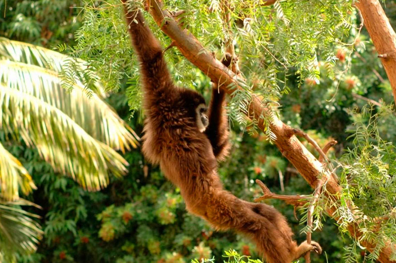 Ogród zoologiczno-botaniczny Jungle Park w Costa Adeje